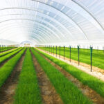 Data center heat being reused in a greenhouse