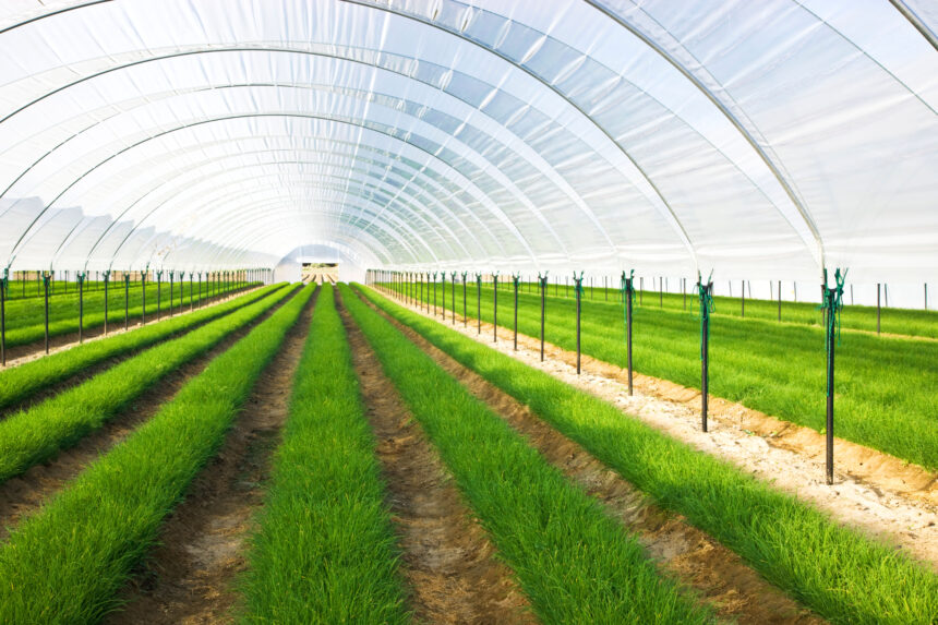 Data center heat being reused in a greenhouse