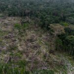 Activists Urge EU to Review Decision to Exclude Banks From Deforestation Rule