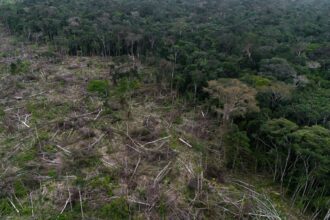 Activists Urge EU to Review Decision to Exclude Banks From Deforestation Rule