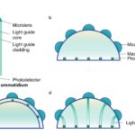 Exploring biomimetic curved artificial compound eyes