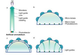 Exploring biomimetic curved artificial compound eyes