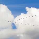 birds migrating in the clouds