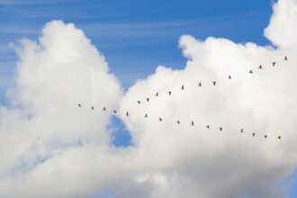 birds migrating in the clouds