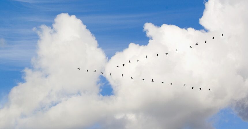 birds migrating in the clouds