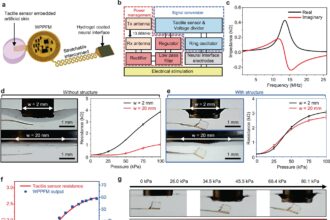 Developing artificial skin that can regenerate skin and transmit sensation at the same time