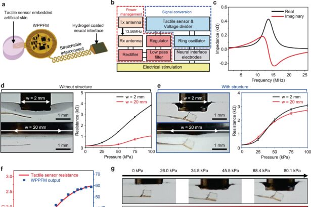 Developing artificial skin that can regenerate skin and transmit sensation at the same time