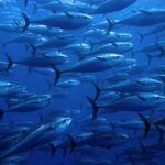 shutterstock 106287101 school of Bluefin tuna in the Mediterranean Sea