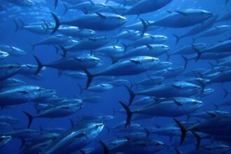 shutterstock 106287101 school of Bluefin tuna in the Mediterranean Sea