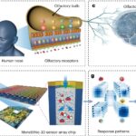 Researchers develop biomimetic olfactory chips to enable advanced gas sensing and odor detection