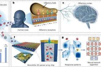 Researchers develop biomimetic olfactory chips to enable advanced gas sensing and odor detection