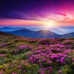 Beautiful sunrise, flowers, landscape