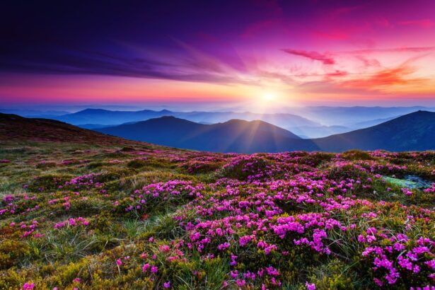 Beautiful sunrise, flowers, landscape