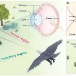 Innovative bird eye–inspired camera developed for enhanced object detection