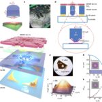 New device simplifies manipulation of 2D materials for twistronics