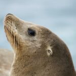 Sea lion illustrating the SEA-LION family of LLMs by Sony Research and AI Singapore.