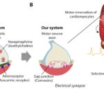 Biohybrid swimming robot uses motor neurons and cardiomyocytes to emulate muscle tissue