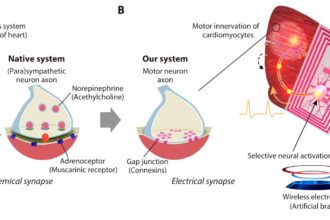 Biohybrid swimming robot uses motor neurons and cardiomyocytes to emulate muscle tissue