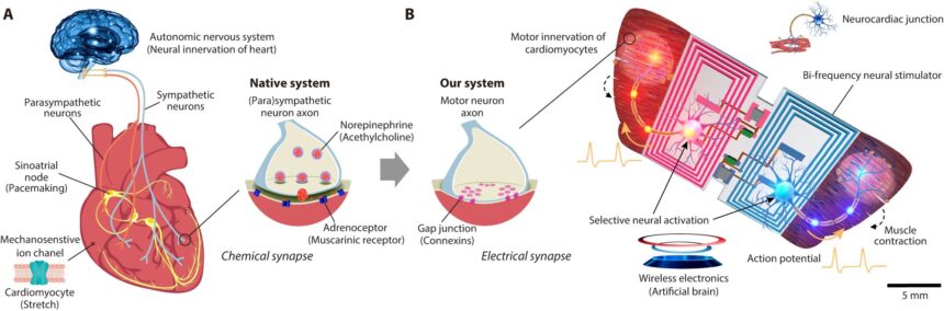 Biohybrid swimming robot uses motor neurons and cardiomyocytes to emulate muscle tissue