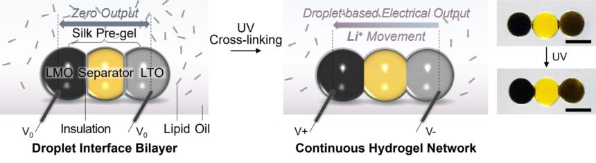 Miniature soft lithium-ion battery offers new possibilities for bio-integrated devices and robotics