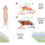 Squid-inspired fabric allows for temperature-controlled clothing