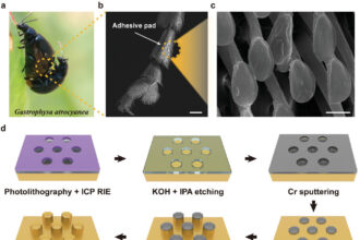 Leaf beetles inspire novel water-resistant surface using concave structures