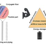 Eco-friendly artificial muscle fibers can produce and store energy