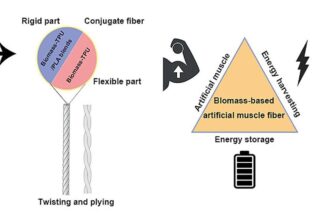 Eco-friendly artificial muscle fibers can produce and store energy