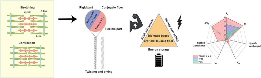 Eco-friendly artificial muscle fibers can produce and store energy