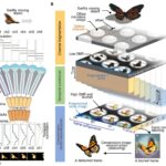 Insect-eye-inspired camera captures 9,120 frames per second