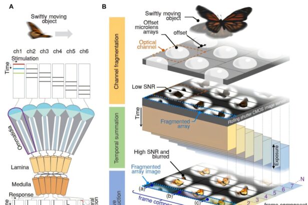 Insect-eye-inspired camera captures 9,120 frames per second