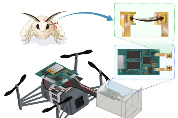 Bio-hybrid drone uses silkworm moth antennae to navigate by smell
