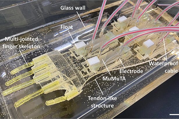 Biohybrid hand uses sushi-like rolls of lab-grown human muscle to move objects
