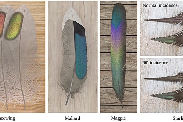 Computer scientists digitally render iridescent bird feathers