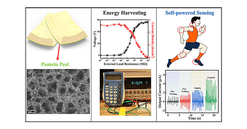 Pomelo peel can be used for electricity generation and sensing devices
