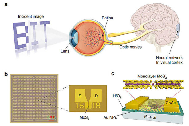 Synaptic device array integrates sensing, memory, and processing for artificial vision