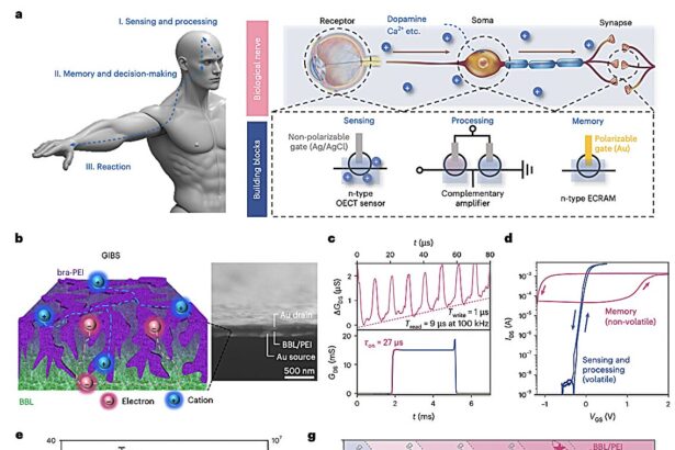 Artificial nerve with organic transistor design shows promise for brain-machine interfaces