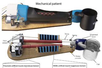 Innovative biorobotic arm uses artificial muscles to combat tremors, paving way for wearable solutions