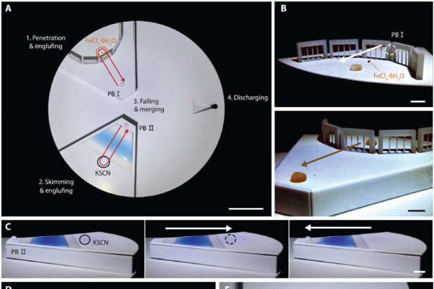 Liquid robot can transform, separate and fuse like living cells