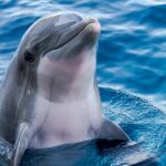 Photo of a dolphin as Google develops an AI model based on insights from Gemma called DolphinGemma to decipher how dolphins communicate and one day facilitate interspecies communication.
