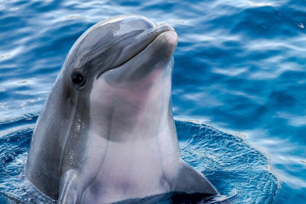 Photo of a dolphin as Google develops an AI model based on insights from Gemma called DolphinGemma to decipher how dolphins communicate and one day facilitate interspecies communication.