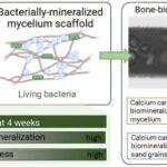 Living fungus-based building material repairs itself for over a month