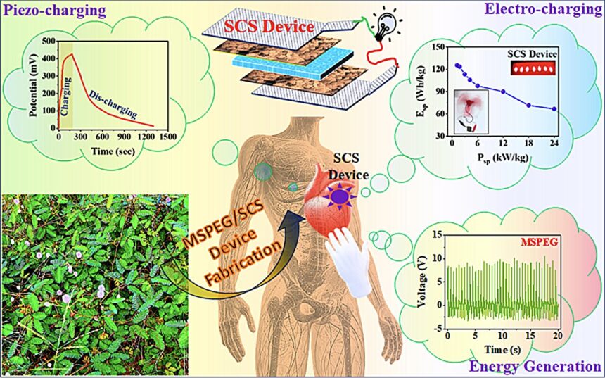 Mimosa seed bio-piezoelectric device functions as self-charging supercapacitor with high efficiency