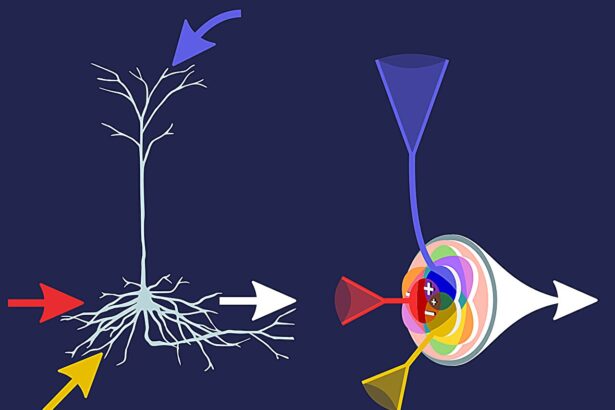 Self-organizing 'infomorphic neurons' can learn independently