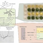 Synthetic lichen system shows potential for self-healing concrete