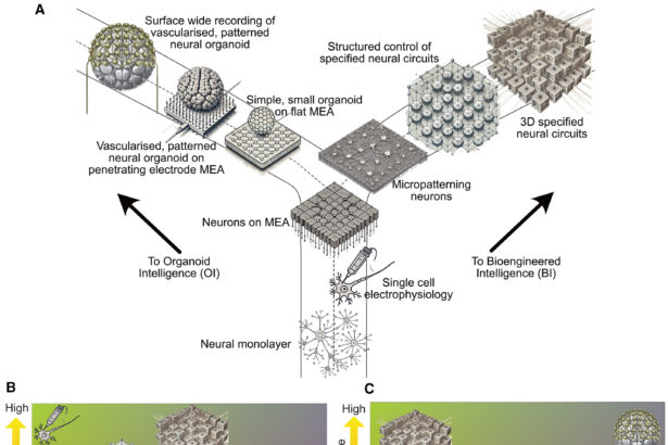 Brain cells learn faster than machine learning, research reveals