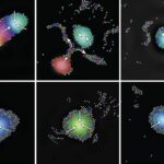 Tiny robots use sound to self-organize into intelligent groups