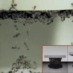 Ant swarm simulation unlocks possibilities in materials engineering, robot navigation and traffic control