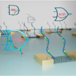 Biomolecular computing shows potential for next-generation integrated circuits