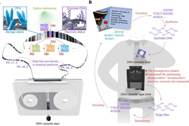 DNA cassette tapes could solve global data storage problems